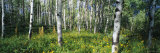 Field of Rocky Mountain Aspens