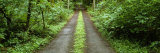 Lush Foliage Lining a Wet Driveway  Bainbridge Island  Washington  USA