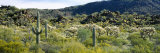 Saguaro Cactus in a Field  Sonoran Desert  Arizona  USA