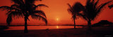 Silhouette of Palm Trees on the Beach at Dusk  Lydgate Park  Kauai  Hawaii  USA