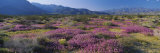 Flowers on a Landscape  Anza Borrego Desert State Park  California  USA