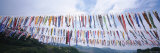 Carp Fish Streamers on a String  Japan