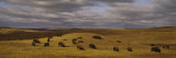 Buffaloes Grazing on a Landscape  North Dakota  USA