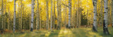 Aspen Trees in Coconino National Forest  Arizona  USA