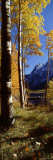 Silver Lake  Mono County  California  USA