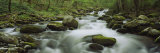 Stream Flowing Through the Forest  Great Smoky Mountains National Park  Tennessee  USA