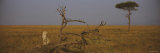African Cheetah Sitting on a Fallen Tree  Masai Mara National Reserve  Kenya