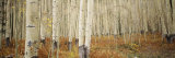 Aspen Trees in the Forest  Aspen  Colorado  USA