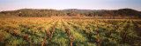 Rows of Vine in a Vineyard  Hopland  California  USA