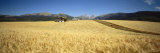 Wheat Crop in a Field with Grand Teton in the Background  Grand Teton National Park  Wyoming  USA