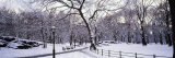 Bare Trees During Winter in Central Park  Manhattan  New York City  New York  USA