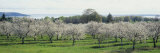 Cherry Trees in an Orchard  Mission Peninsula  Traverse City  Michigan  USA