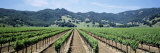Rows of Vine in a Vineyard  Hopland  California  USA