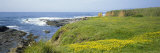 Wildflowers on a Cliff Near an Ocean  Marin Headlands  Westport  California  USA