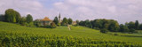 Wine Country with Buildings in the Background  Village Near Geneva  Switzerland