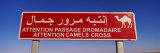 Camel Crossing Signboard  Douz  Tunisia