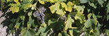 Bunch of Grapes in a Vineyard  Sao Miguel  Ponta Delgada  Azores  Portugal