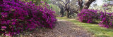 Flowers in Magnolia Plantation and Gardens  Charleston  South Carolina  USA