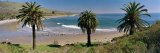 Palm Trees at Refugio State Beach  California  USA