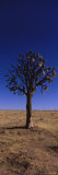 Joshua Tree in a Field  California  USA