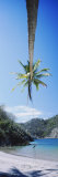 Rope Swing Hanging from a Palm Tree  Tortuga  Costa Rica