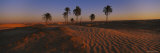 Palm Trees on a Landscape  Douz  Tunisia