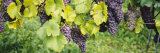 Grapes Hanging on Plants in a Vineyard  Vaihingen an Der Enz  Baden-Wurttemberg  Germany