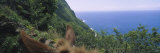 Mule on the Beach  Pacific Ocean  Kalaupapa  Molokai  Hawaii  USA