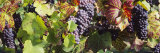 Close-Up of Red Grapes in a Vineyard  Finger Lake Region  New York  USA