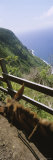 Mule at the Pacific Ocean  Kalaupapa  Molokai  Hawaii  USA