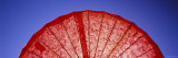 Close-Up of a Red Parasol  USA