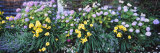 Close-Up of Flowers  Nantucket  Massachusetts  New England  USA