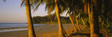 Palm Trees on the Beach  Samara Beach  Guanacaste Province  Costa Rica