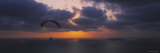 Silhouette of a Person Paragliding over the Sea  Blacks Beach  San Diego  California  USA