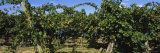 Bunch of Grapes in a Vineyard  Prosser  Yakima Valley Appellation  Washington  USA