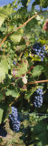 Close-Up of Red Grapes in a Vineyard  Finger Lake  New York  USA