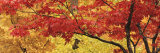 Autumnal Leaves on Maple Trees in a Forest