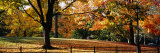 Trees in a Forest  Central Park  Manhattan  New York City  New York  USA