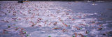 Triathlon Athletes Swimming in Water in a Race  Ironman  Kailua Kona  Hawaii  USA