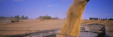Combine Harvesting Soybeans in a Field  Minnesota  USA