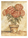 Potted Red Hydrangea