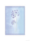 Allium Caesium