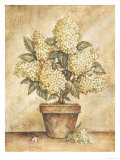 Potted White Hydrangea