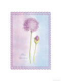 Allium Giganteum