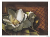 Magnolia  no 2