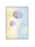 Allium Dauglasi