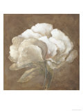 Tawny Peony