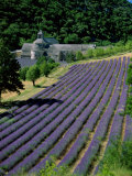 Senaque Abbey and Lavender Fields  Gordes  Provence  France