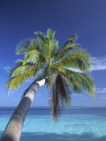 Tropical Beach at Maldives  Indian Ocean