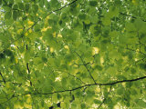 Beech Leaves